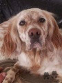 Setter Anglais HASTUSSE DE KER HULEN Setter Anglais HASTUSSE DE KER HULEN